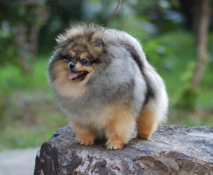 美系博美多少钱