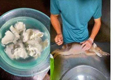 网曝二级保护动物獐被活体取奶,究竟是怎么回事?