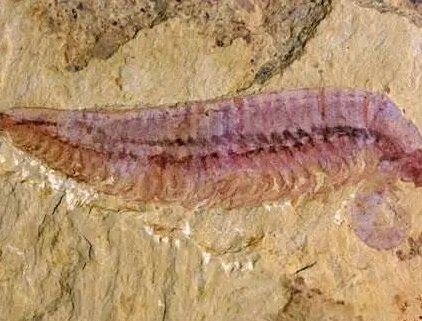 中国学者发现5亿多年前四不像动物，这个动物长什么样子？