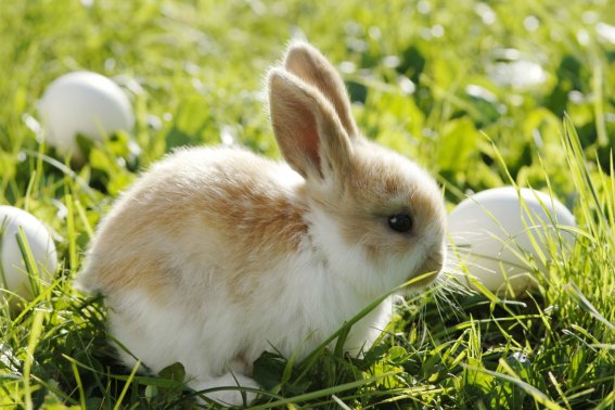 猜一猜成语扑朔迷离和什么动物有关