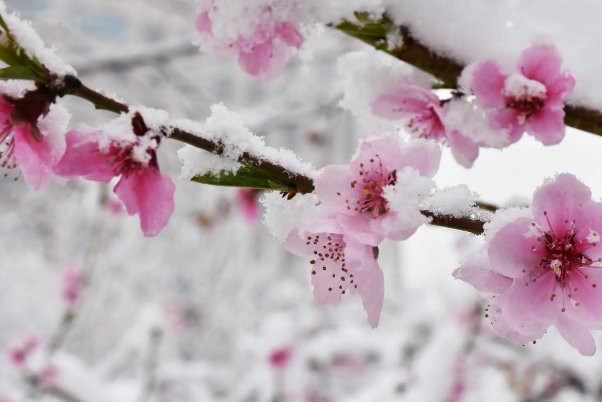 三月挑花雪的美句