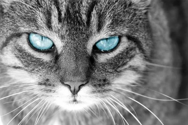 猫可以漂亮到什么程度