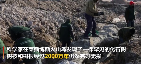 希腊发现2000万年前化石树,树根是如何保持完整的?