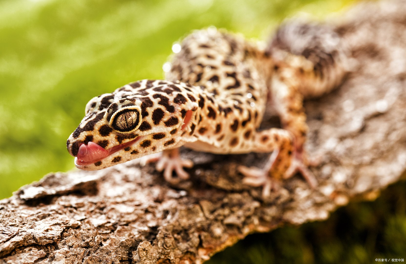 眼睛容不得任何东西触碰,为何壁虎能用舌头舔眼睛?