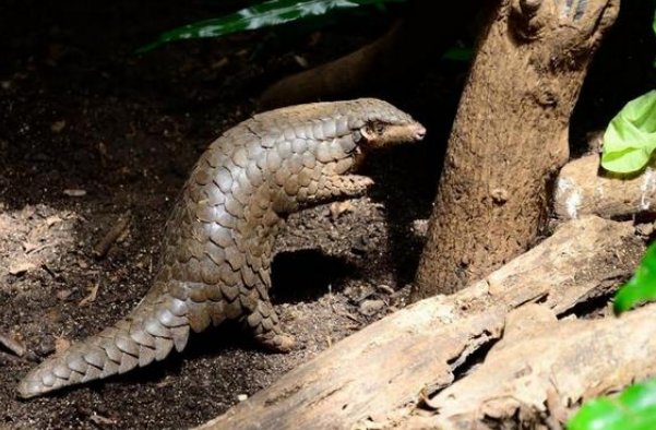 蚂蚁的天敌有哪些昆虫