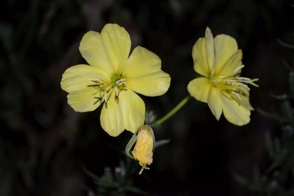 哪些木材可以驱除蚊虫？