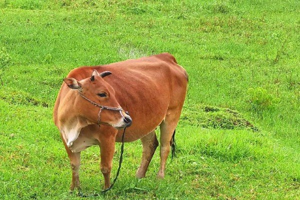 脑羞成怒是什么生肖