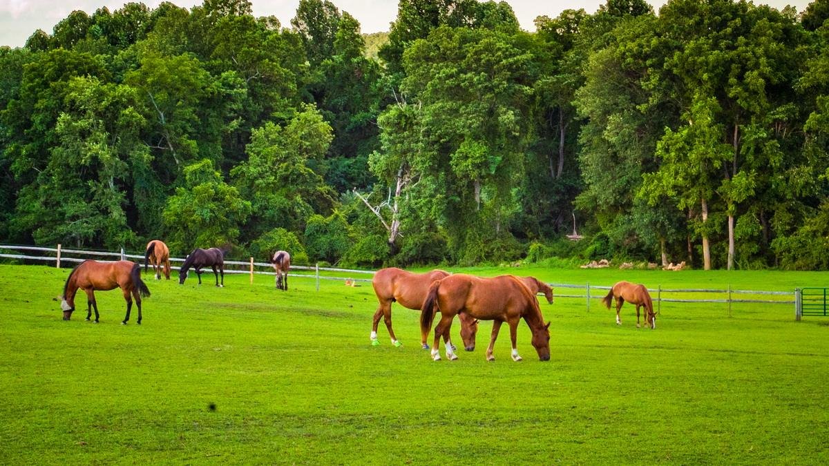 4.37公里的北京崔各庄马道正式开通,崔各庄与马有哪些渊源?