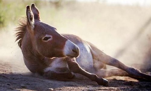 山东临沂一驴逃出驴肉馆，店员骑车追赶，这头驴究竟是如何跑出来的？