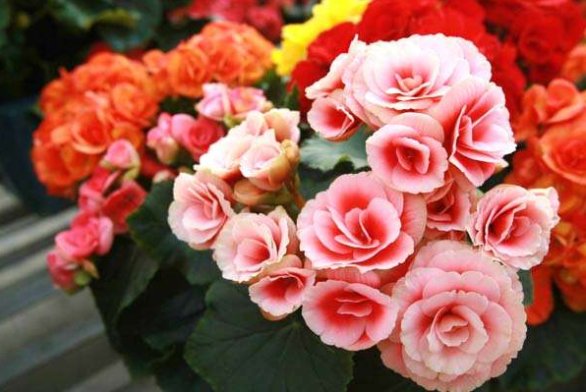 如何让鲜花保鲜持久啊