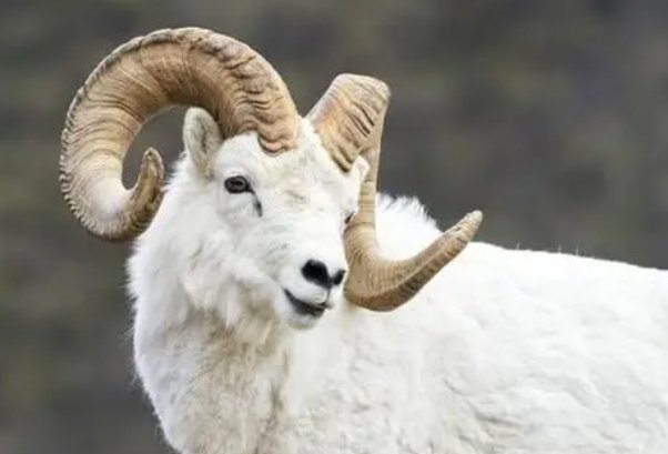 遍地菜花绿油油打一正确生肖