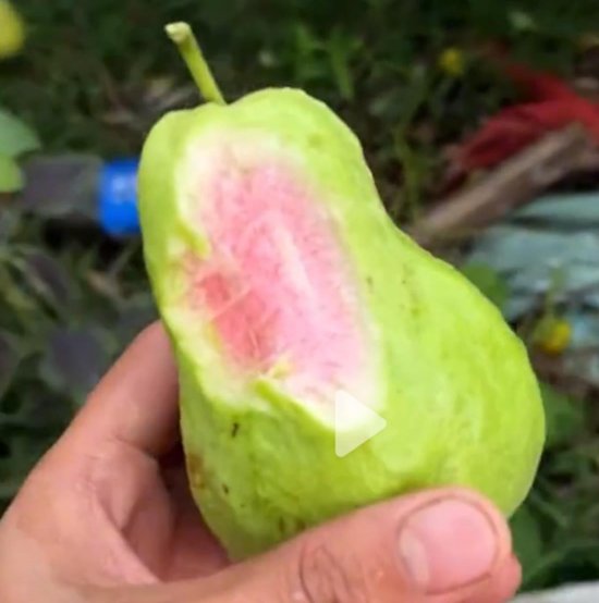 男子种出番石榴发视频炫耀后傻眼，一转眼水果就全没了，究竟是谁干的？