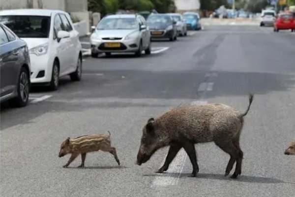 野猪闯入黄冈一高校营业厅“办业务”，给营业厅带来了哪些影响？