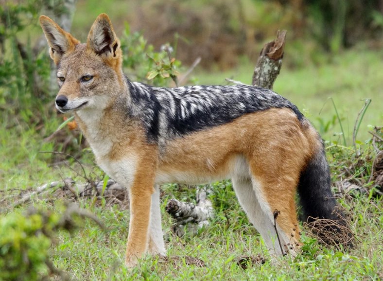 十大最强狼王排名