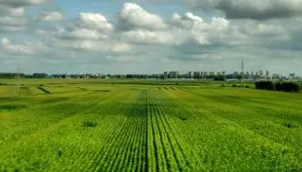 中国四大粮仓是什么?