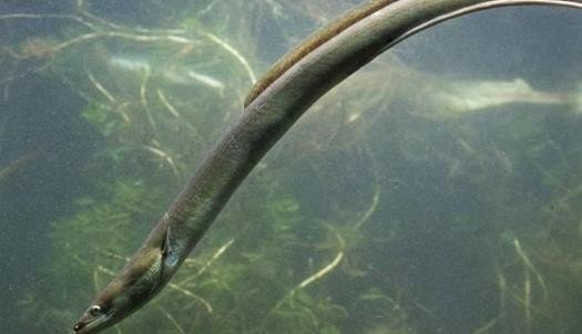 有什么鱼可以在海里生存又可以在河里生存