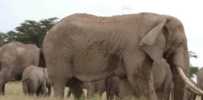 肯尼亚持续干旱200多头大象死亡！如何保障大象的安全？