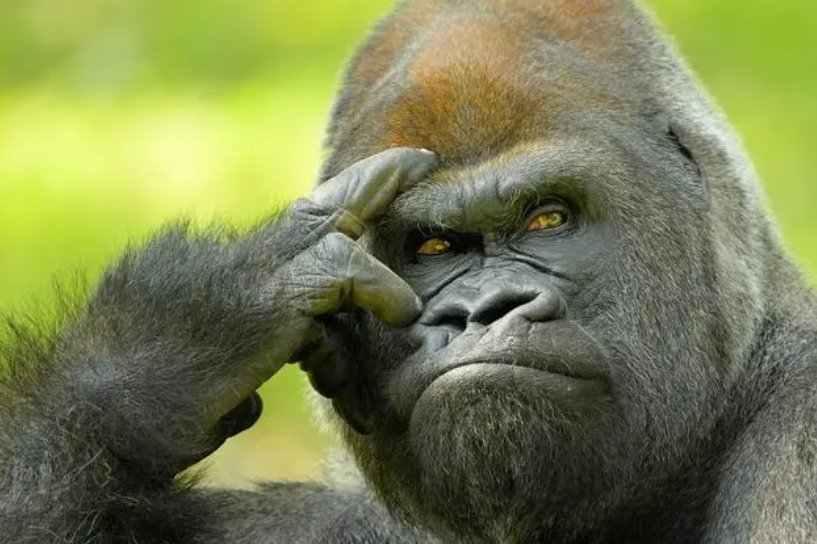 摇首顿足是指什么动物