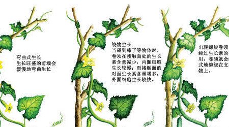 向性运动和感性运动的区别是什么？