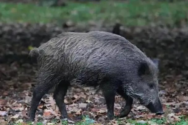 野猪闯入黄冈一高校营业厅“办业务”，给营业厅带来了哪些影响？