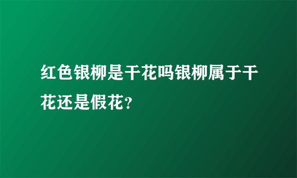 红色银柳是干花吗银柳属于干花还是假花？