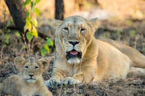 印度一动物园8头狮子确诊新冠,它们是如何被感染的?