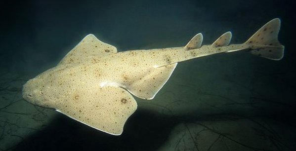 世界上最漂亮的鲨鱼是哪个品种的？它长什么样子？