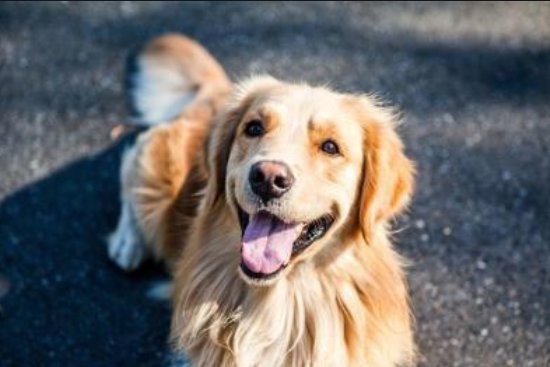 狗为什么晚上一直叫个不停