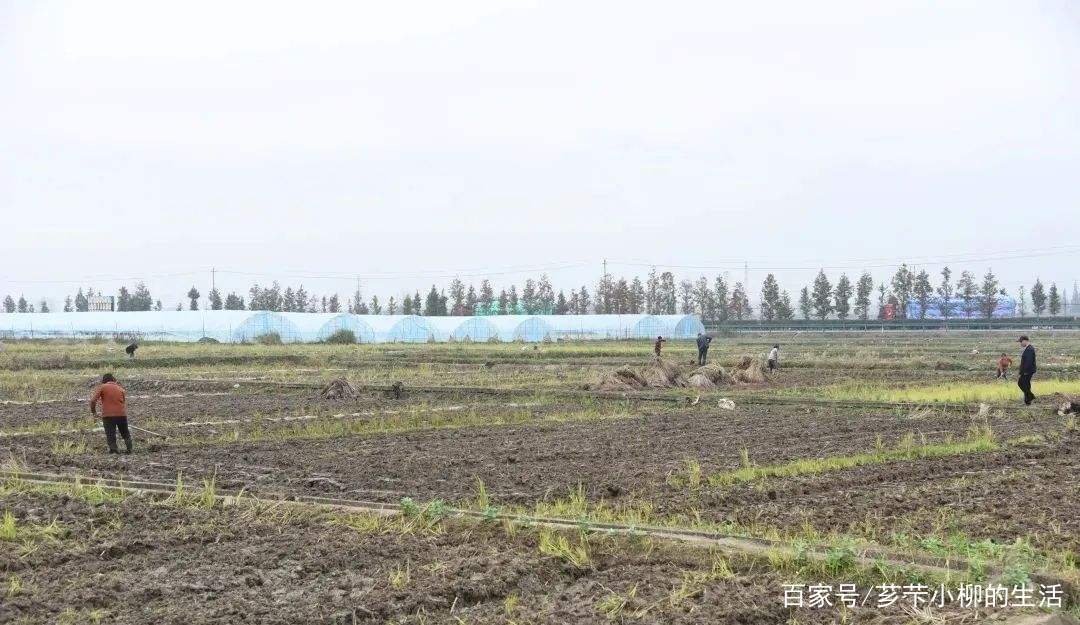 应种尽种，一亩地也不撂荒，疫情给农业生产带来了哪些挑战？