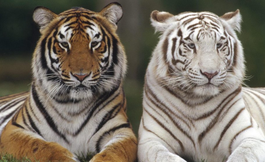 一束阳光金灿灿什么生肖呢