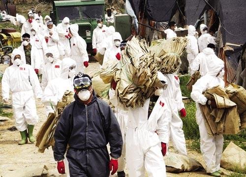 韩国扑杀440多万只家禽，这么做的动机是什么？