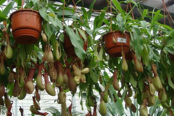 哪些木材可以驱除蚊虫？