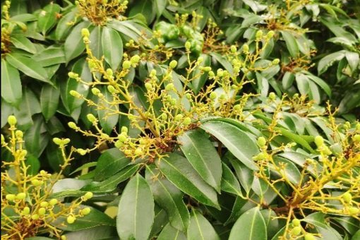 为什么荔枝树的小果子大都大多数都会掉下来