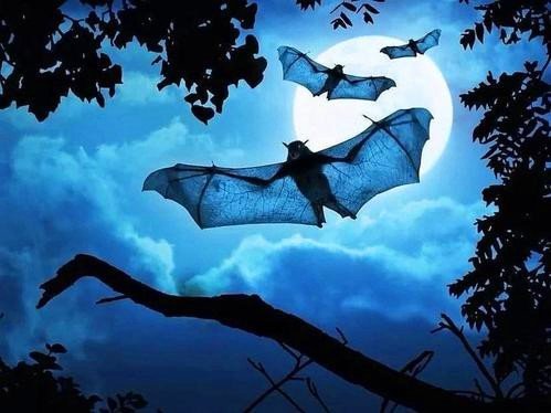 夜间飞行的秘密针对课文的写作方法提出的问题？