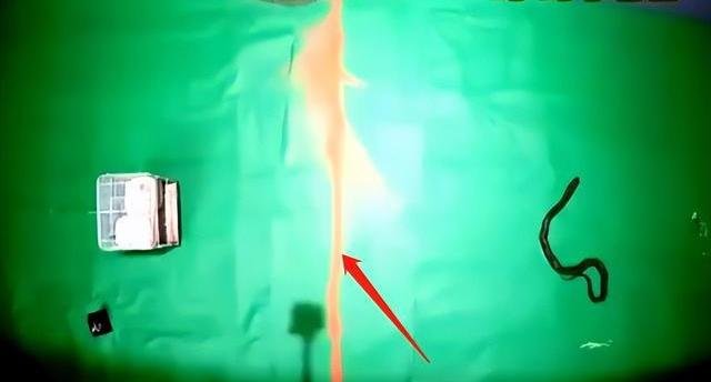 蛇与蛇互吃是怎么回事？