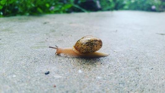 雨后有时会看到不少蜗牛爬到水泥墙上,是在吃墙补钙还是晾干身体？
