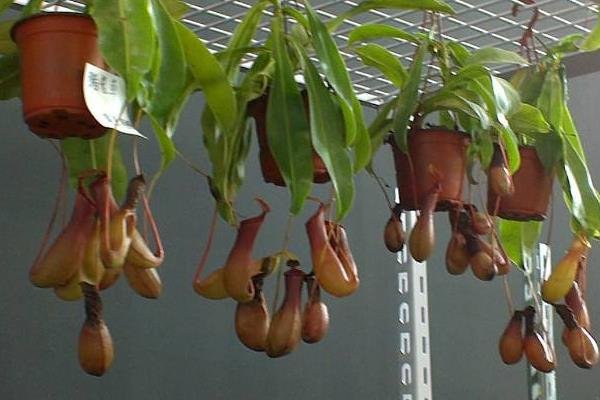 哪些木材可以驱除蚊虫？