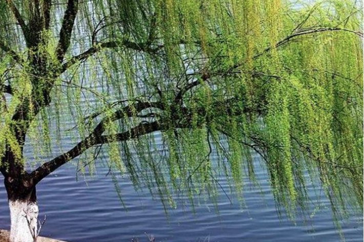 柳树怎么传播种子