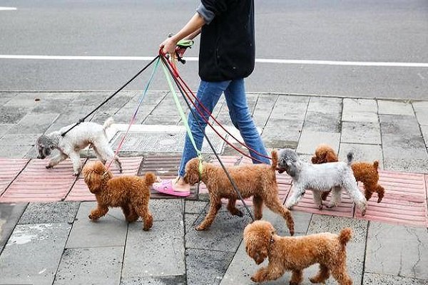 牵狗女孩父亲发声，出狱后离婚，女儿偷东西管不住？