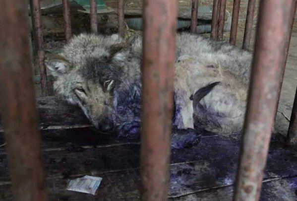 河北涿鹿县发现草原狼，这种草原狼的稀有程度是怎样的？