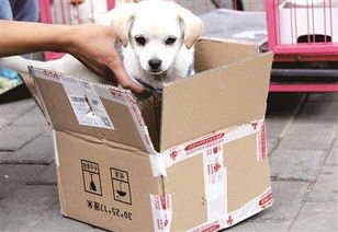 江苏一转运点出现大量宠物死亡事件，圆通对此有何回应？