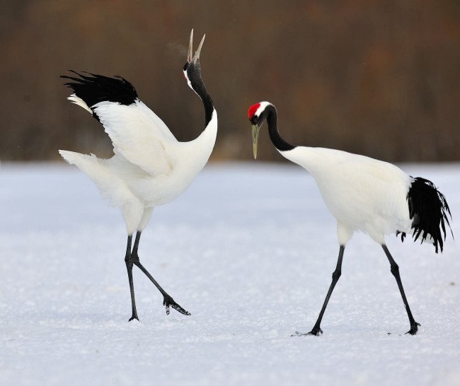 蚂蚁庄园丹顶鹤的丹顶指的什么？