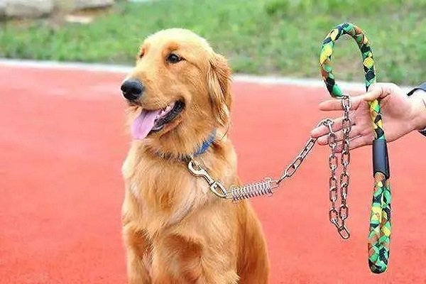 牵狗女孩父亲发声，出狱后离婚，女儿偷东西管不住？