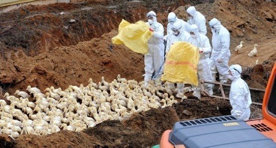 韩国扑杀440多万只家禽，这么做的动机是什么？