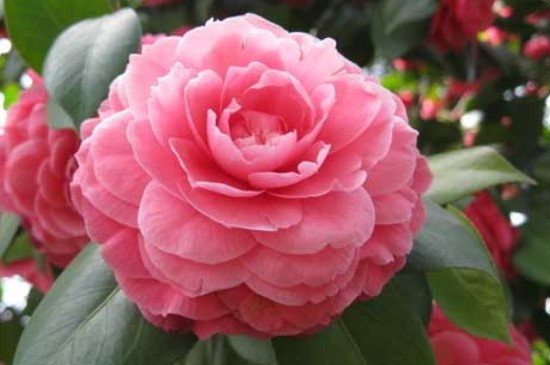 十个最香的茶花品种