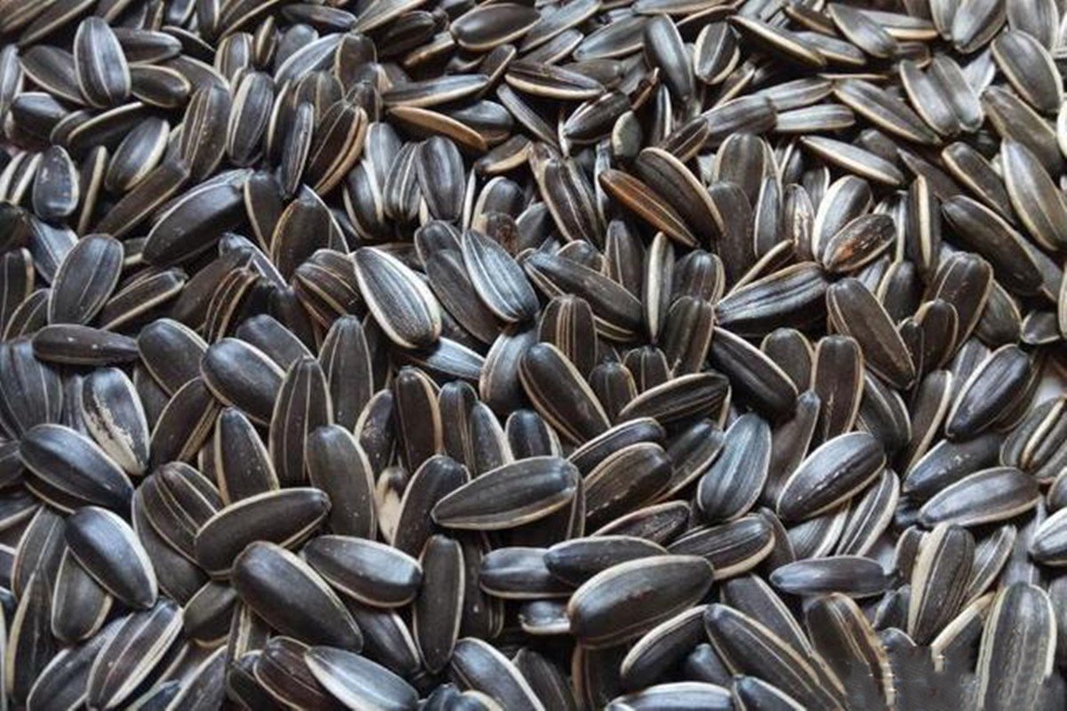 瓜子别名叫什么