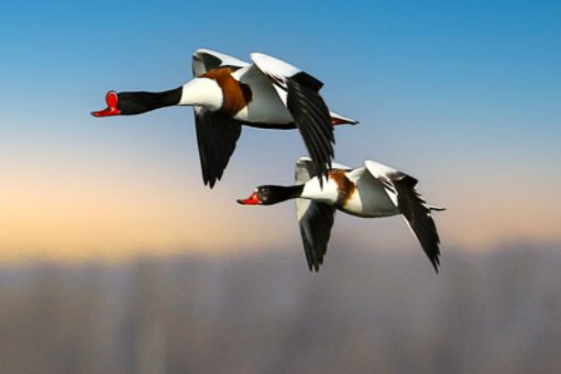 比翼而飞是什么意思？