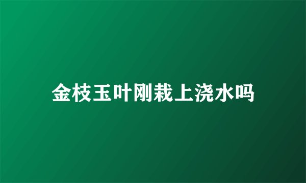 金枝玉叶刚栽上浇水吗