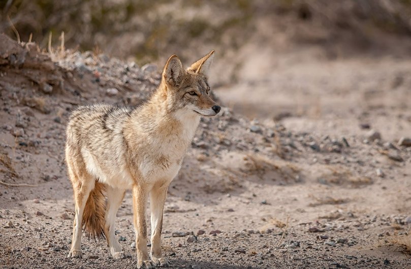 十大最强狼王排名