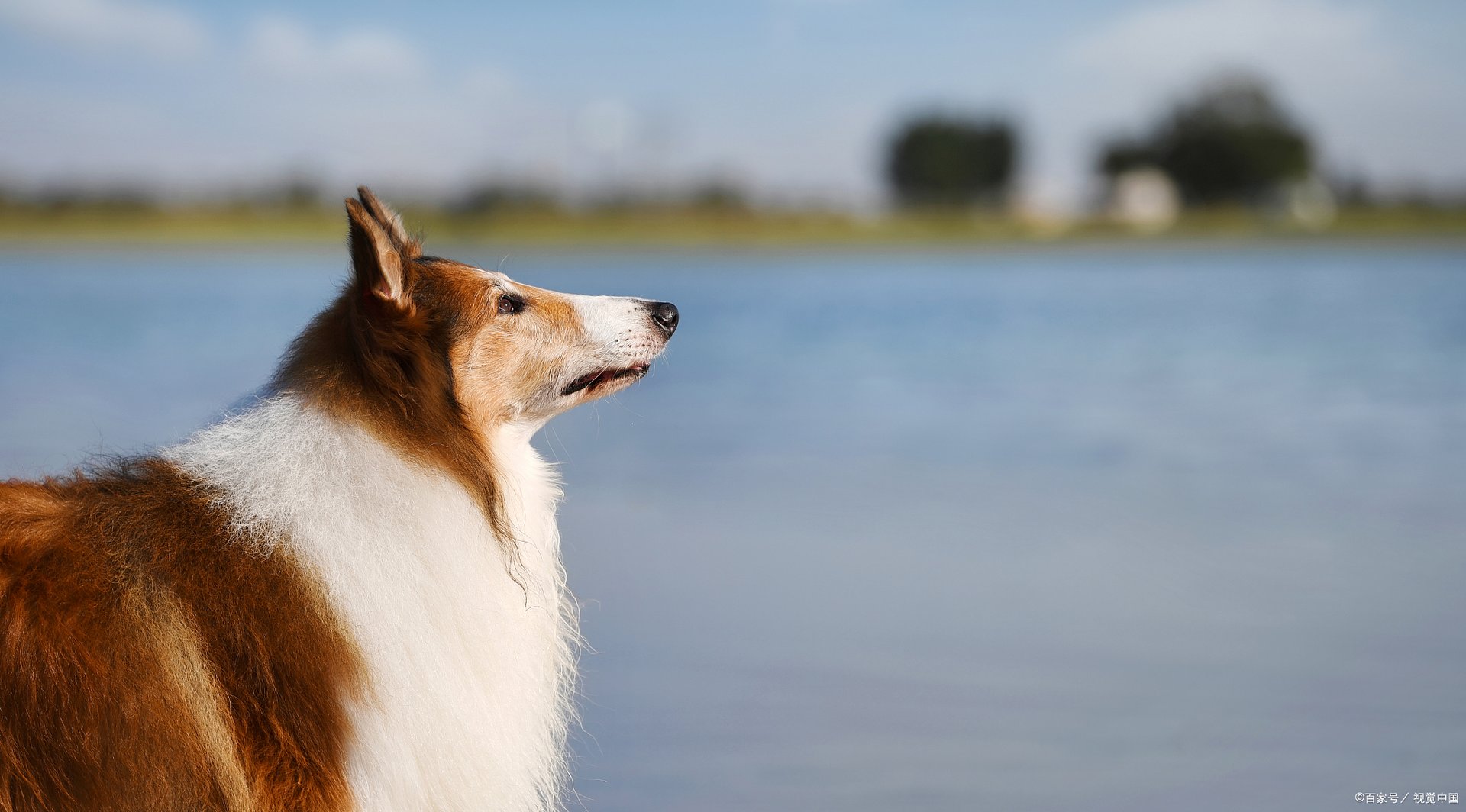 家养苏格兰牧羊犬吃什么好？什么才叫正确饮食？